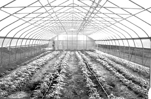 30 ft greenhouse